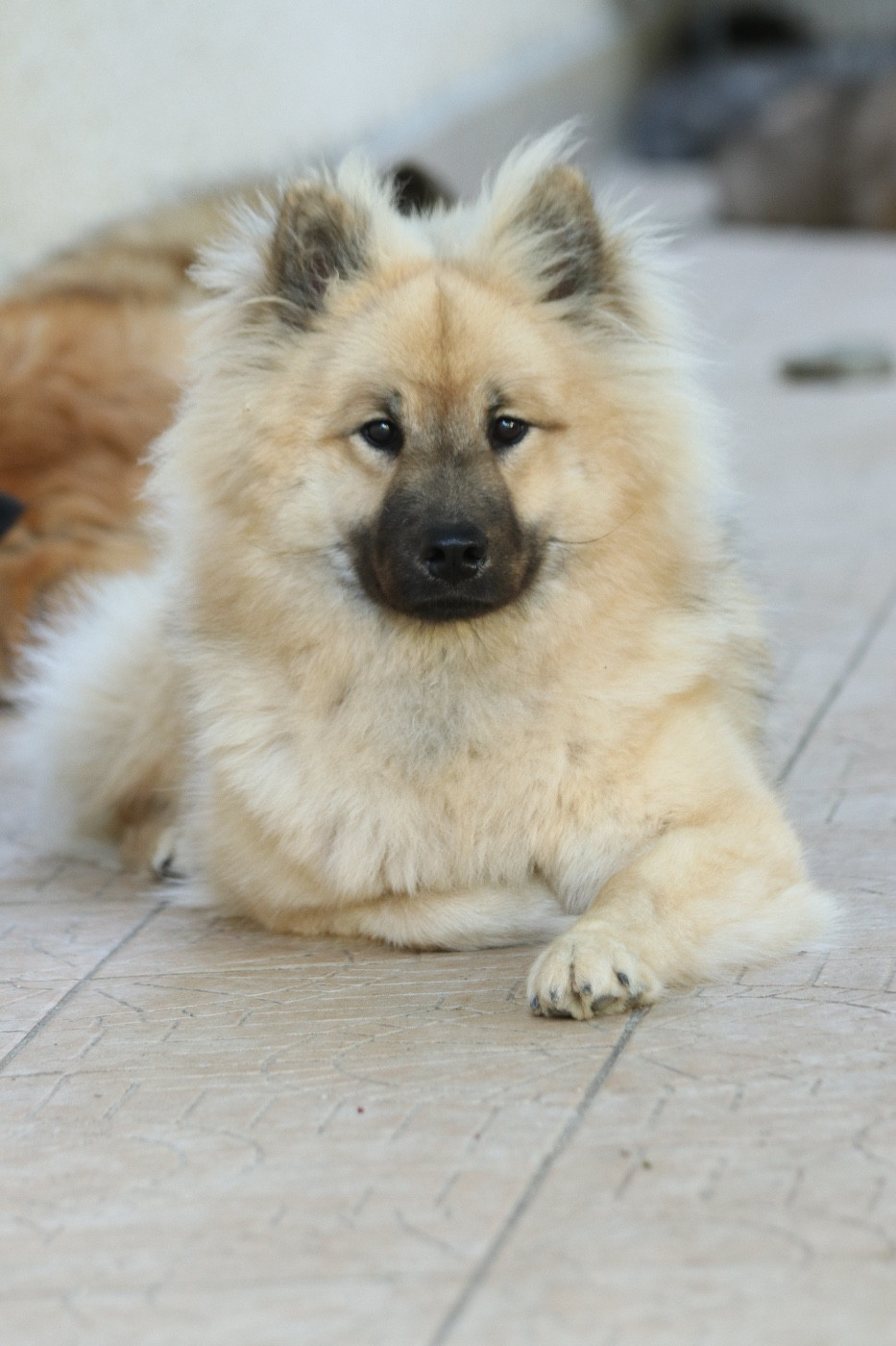 Valkyrie De l'Alanjaylin