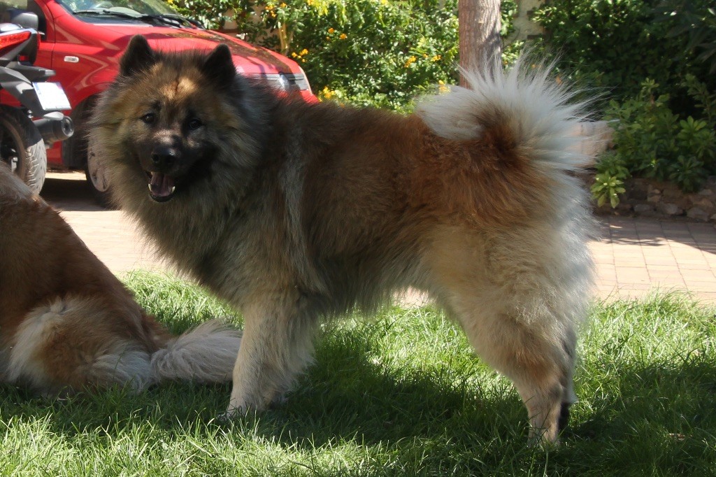 De l'Alanjaylin - Eurasier - Portée née le 07/12/2018