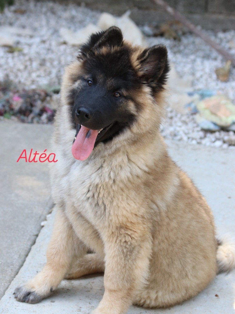 De l'Alanjaylin - Chiots disponibles - Eurasier