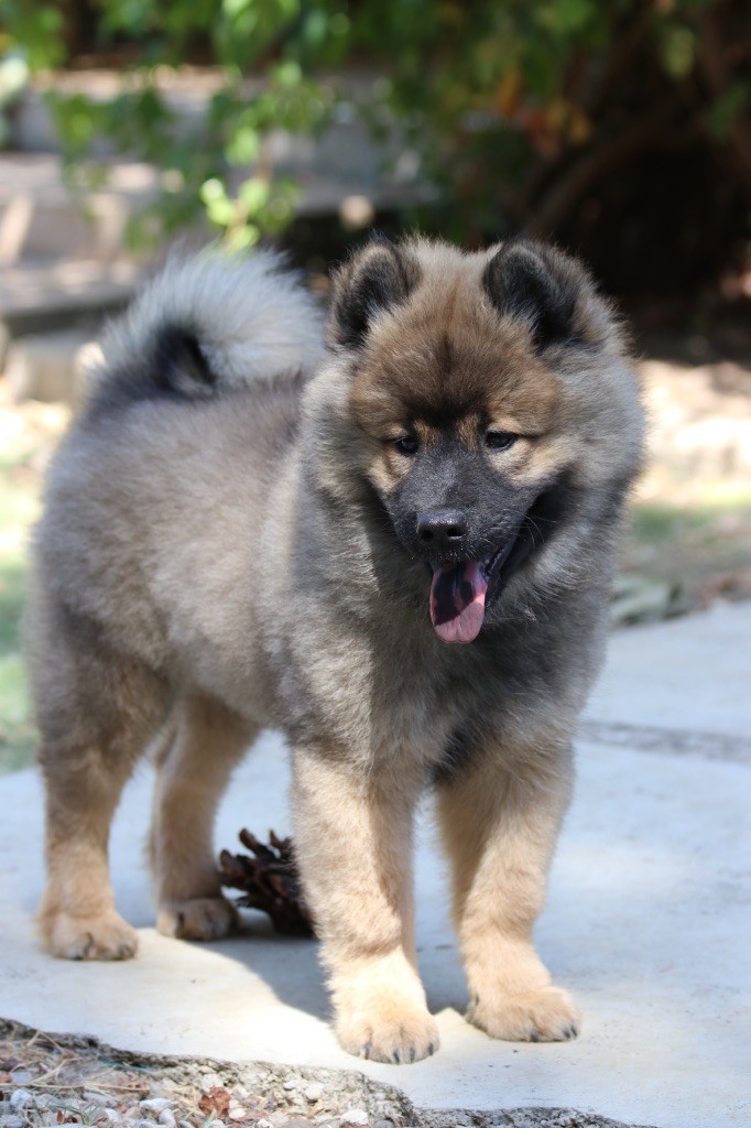 De l'Alanjaylin - Chiots disponibles - Eurasier