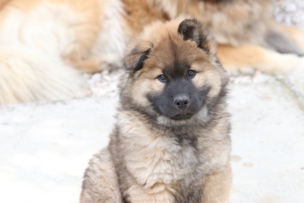 De l'Alanjaylin - Chiots disponibles - Eurasier