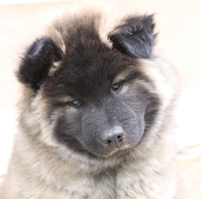 CHIOT