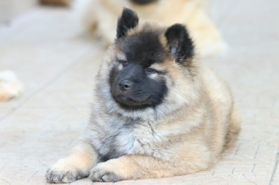 CHIOT