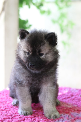CHIOT