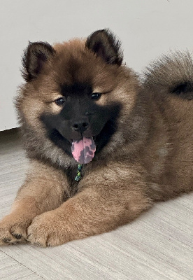 CHIOT