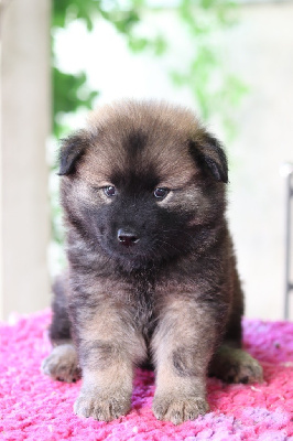 CHIOT