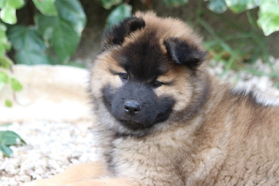 CHIOT