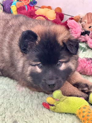 CHIOT