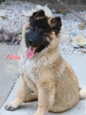 CHIOT