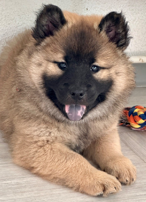 CHIOT