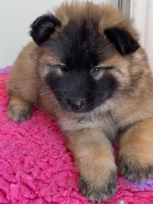 CHIOT