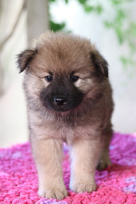 CHIOT