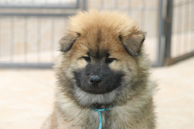 CHIOT