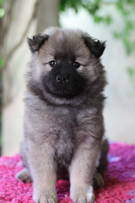 CHIOT