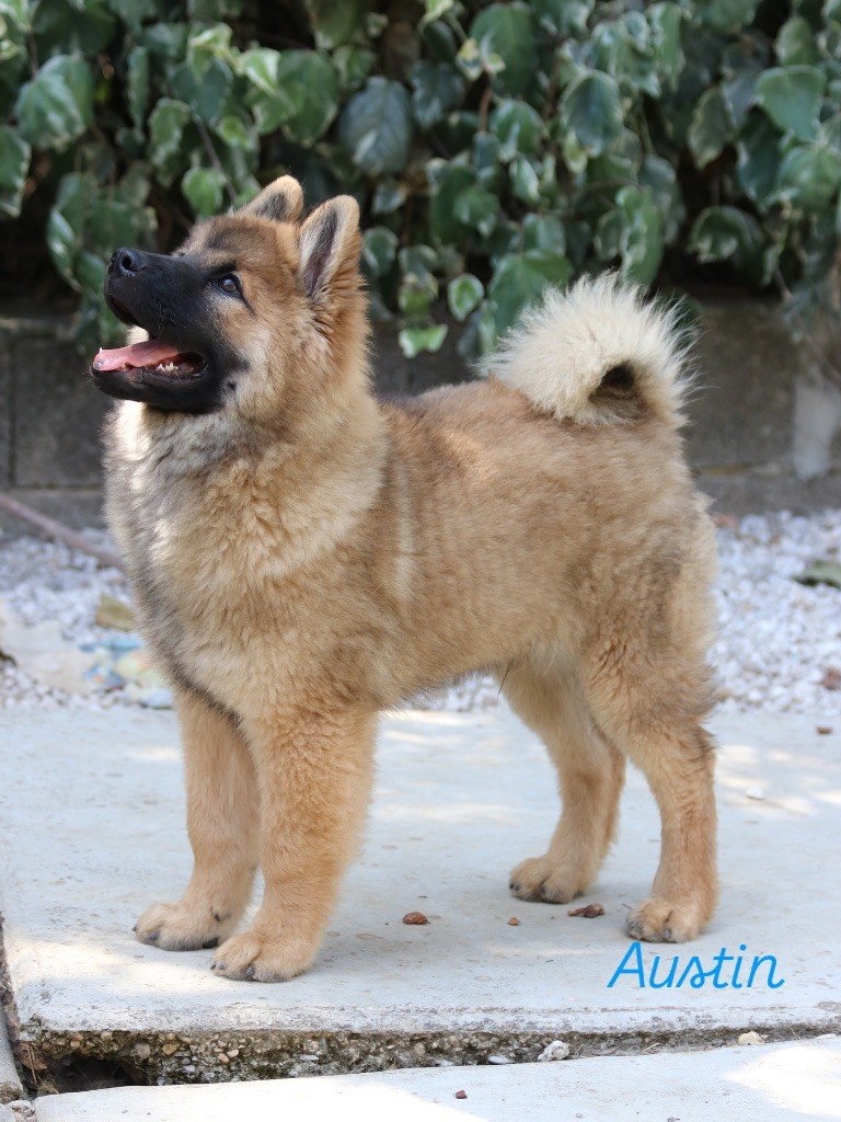 De l'Alanjaylin - Chiots disponibles - Eurasier