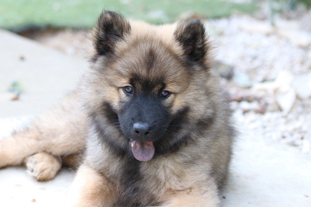 De l'Alanjaylin - Chiots disponibles - Eurasier